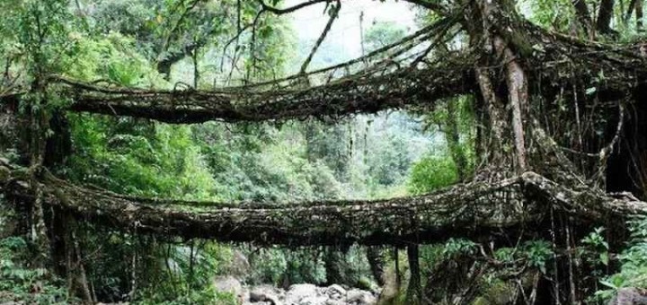 living roots bridge