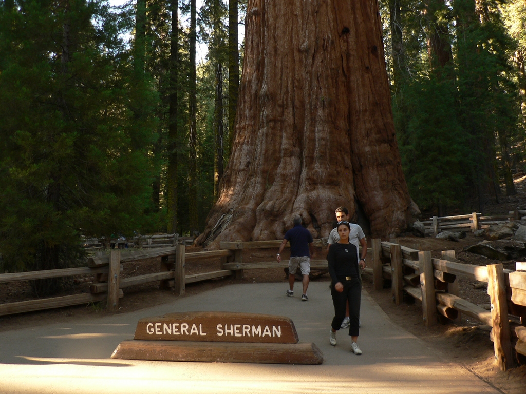 sequoia national park photo